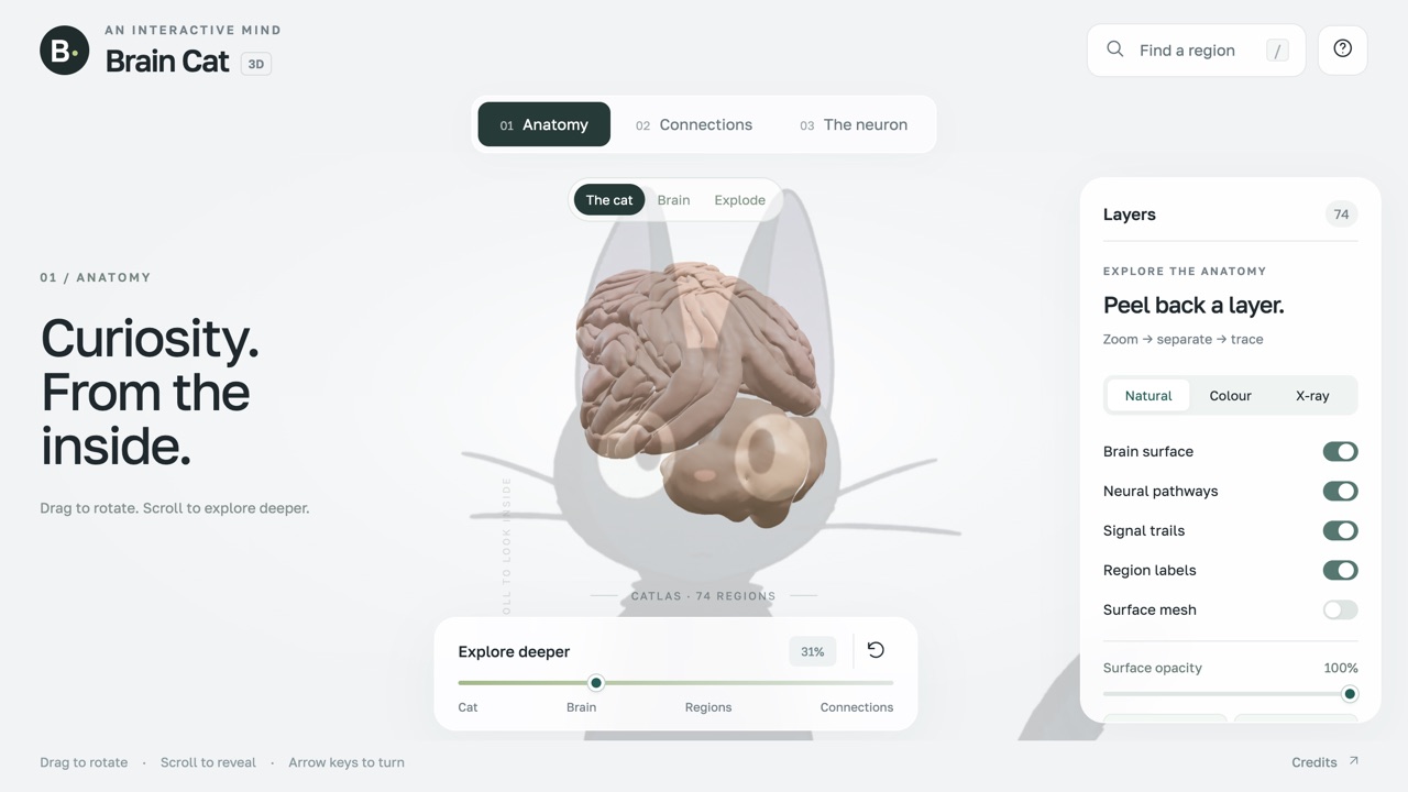 Brain Cat — Education, Visualization game
